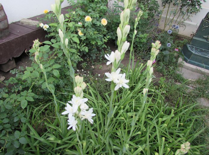 17 august - 2015 plantele mele - III