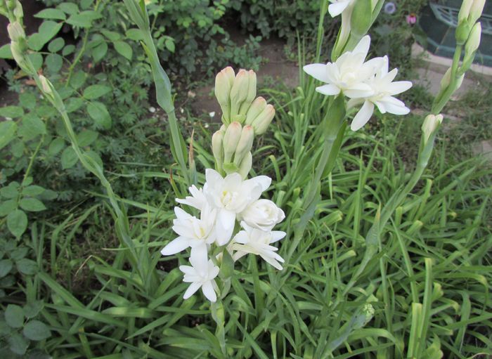  - 2015 plantele mele - III