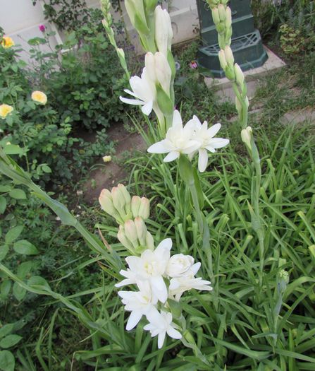 IMG_6141 - 2015 plantele mele - III