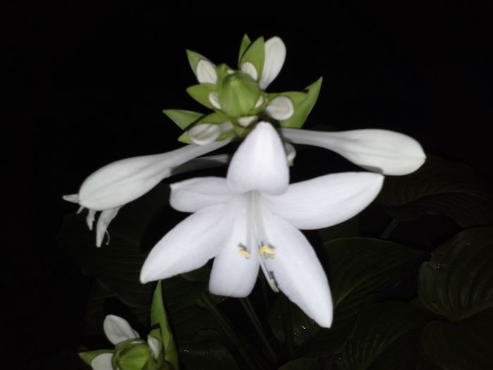  - ALTE FLORI