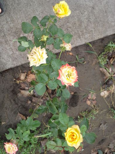  - trandafiri-2