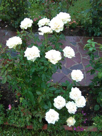 IMG_20150818_152029 - Trandafiri 2015