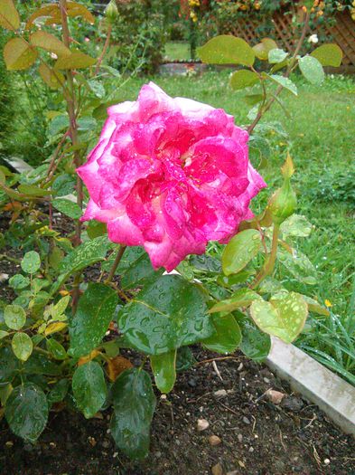 IMG_20150818_152004 - Trandafiri 2015