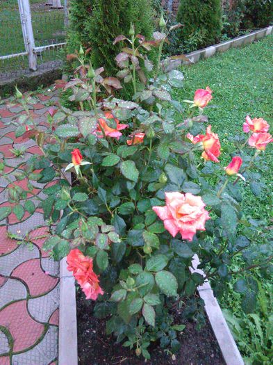 IMG_20150818_151905 - Trandafiri 2015