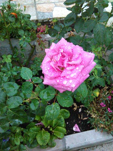 IMG_20150818_151551 - Trandafiri 2015