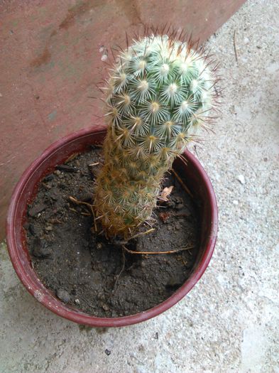 IMG_20150816_090914 - evolutie cactusi 2015