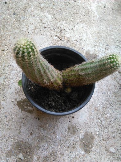 IMG_20150816_091039 - evolutie cactusi 2015