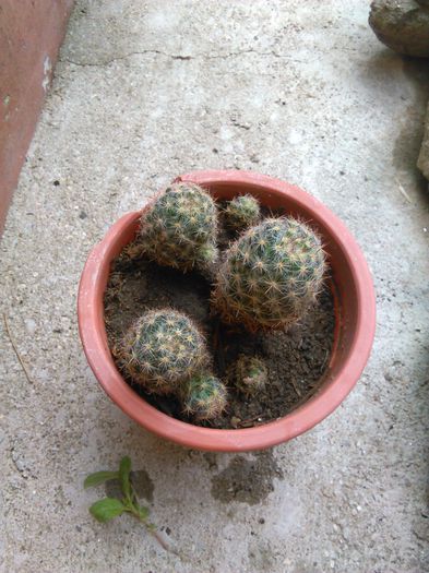 Mammillaria prolifera ssp texana 16.08.2015