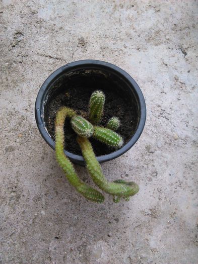 chamaecereus silvestrii 16.08.2015 - SPECIA Echinopsis chamaecereus silvestrii culoare portocalie