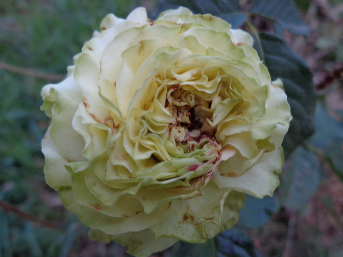 DSC09339 - Flori de trandafiri 2015