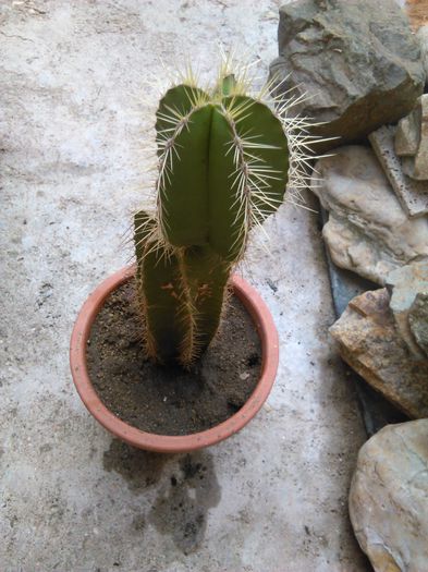 IMG_20150816_091259 - evolutie cactusi 2015