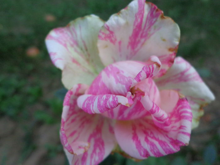 DSC09342 - Flori de trandafiri 2015