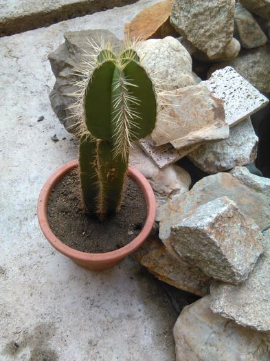 IMG_20150816_091306 - evolutie cactusi 2015