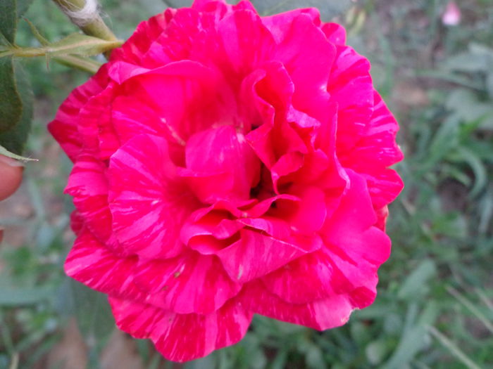 DSC09344 - Flori de trandafiri 2015