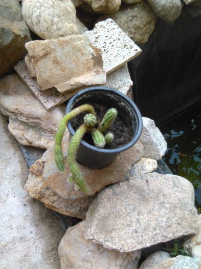 chamaecereus silvestrii 16.08.2015 - SPECIA Echinopsis chamaecereus silvestrii culoare portocalie