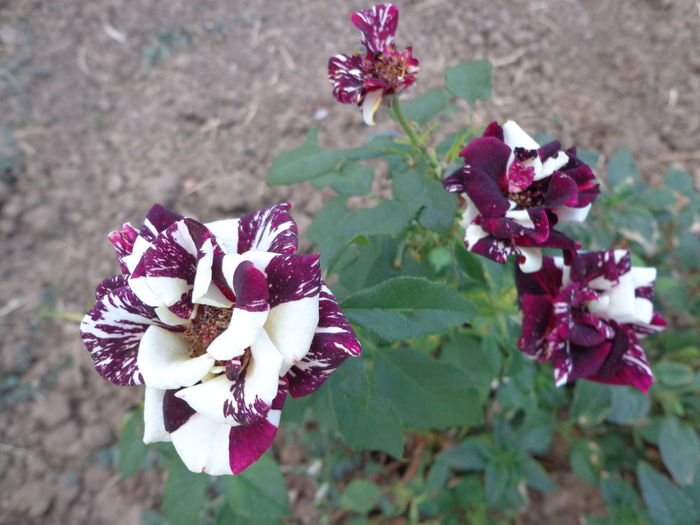 DSC09349 - Flori de trandafiri 2015