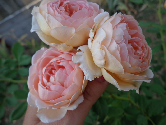DSC09397 - Flori de trandafiri 2015