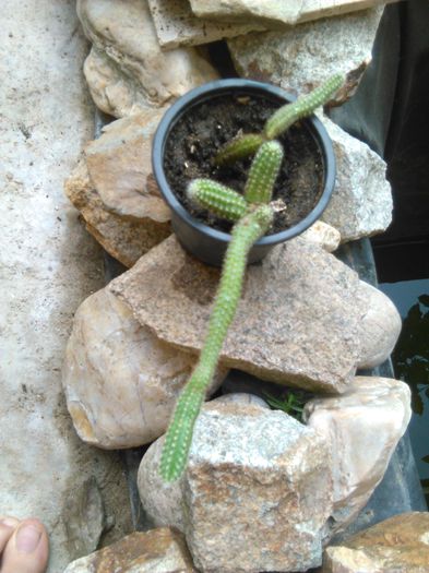 chamaecereus silvestrii 16.08.2015