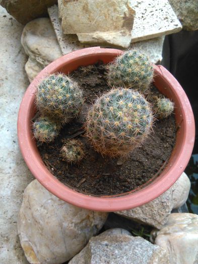 Mammillaria prolifera ssp texana 16.08.2015 - SPECIA Mammillaria prolifera ssp texana andreiandrei