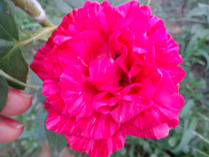 DSC09345 - Flori de trandafiri 2015