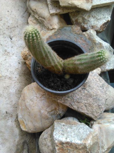 IMG_20150816_091751 - evolutie cactusi 2015