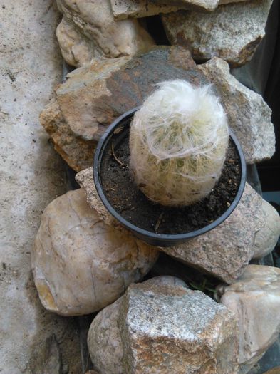 IMG_20150816_091830 - evolutie cactusi 2015