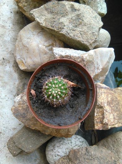 IMG_20150816_091849 - SPECIA Echinopsis spachiana floare alba