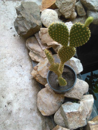 IMG_20150816_091938 - SPECIA Opuntia microdasys v pallida