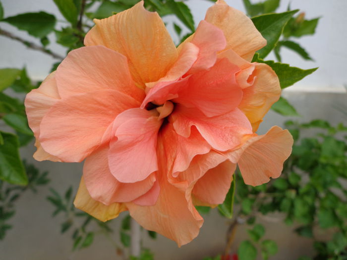 DSC09368 - HIBISCUS  2015