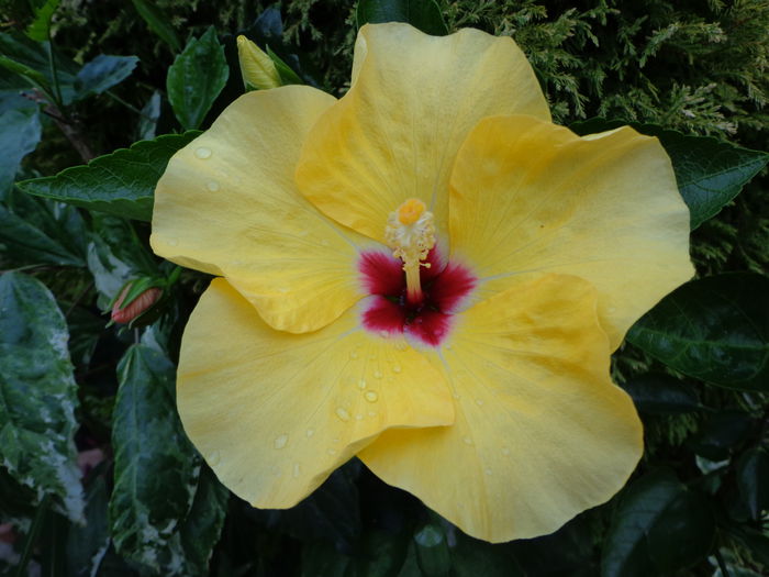 DSC09370 - HIBISCUS  2015