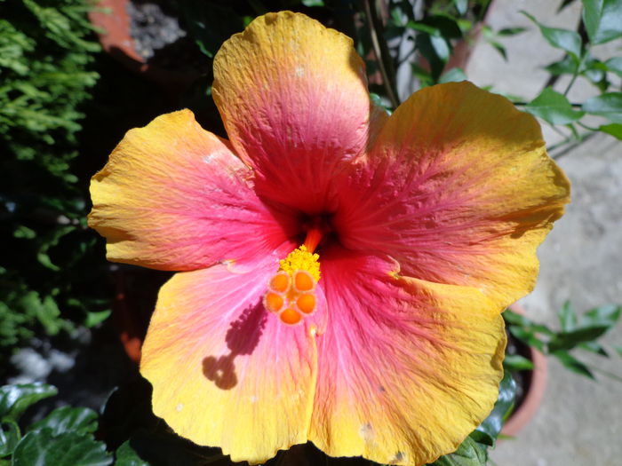 DSC09410 - HIBISCUS  2015
