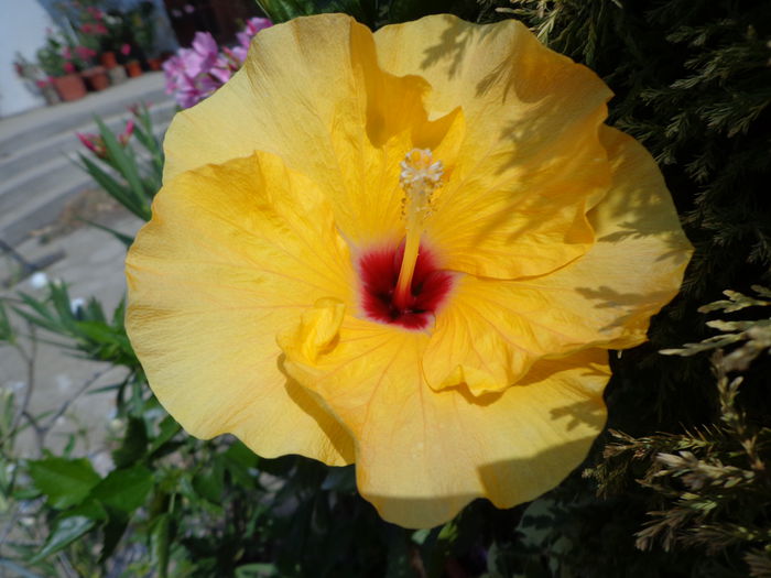 DSC09474 - HIBISCUS  2015