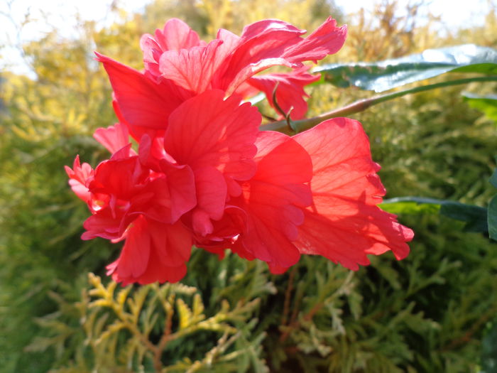 DSC09490 - HIBISCUS  2015