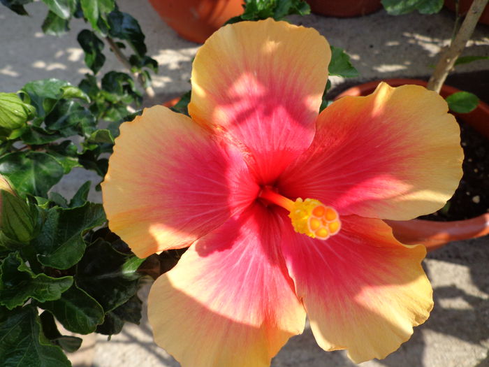 DSC09500 - HIBISCUS  2015