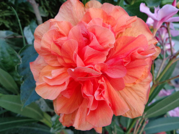 DSC09506 - HIBISCUS  2015