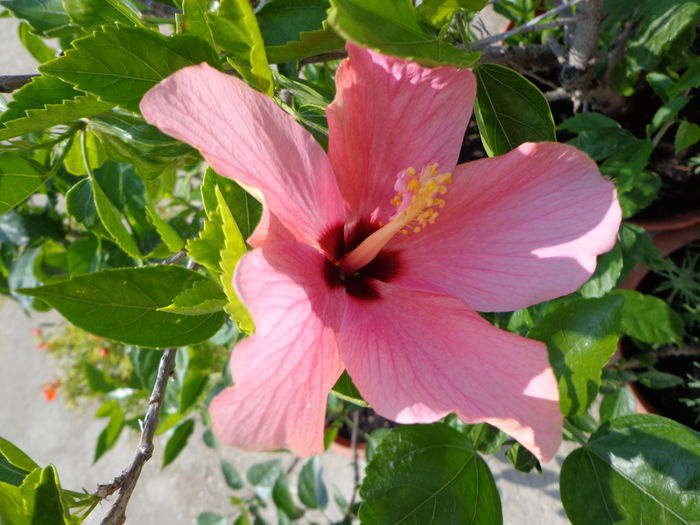 DSC09502 - HIBISCUS  2015