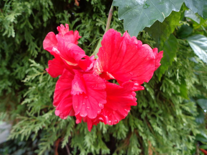DSC09561