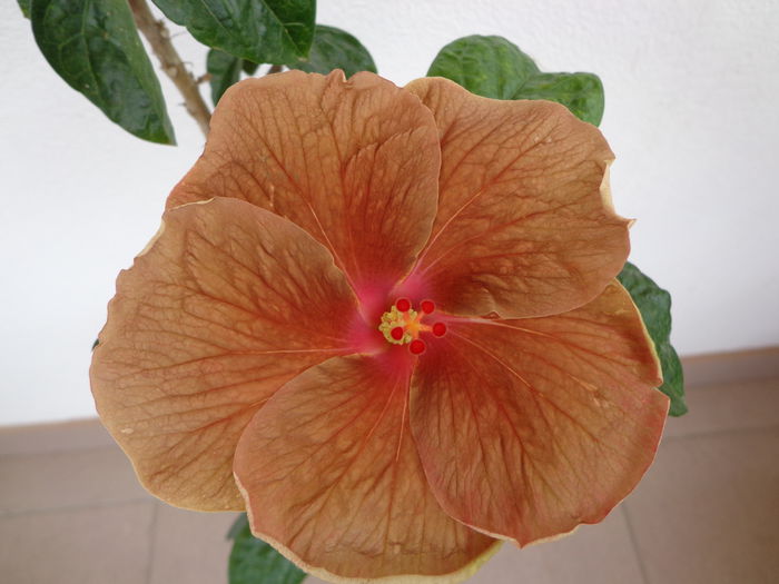 DSC09358 - A-HIBISCUS 2015-1