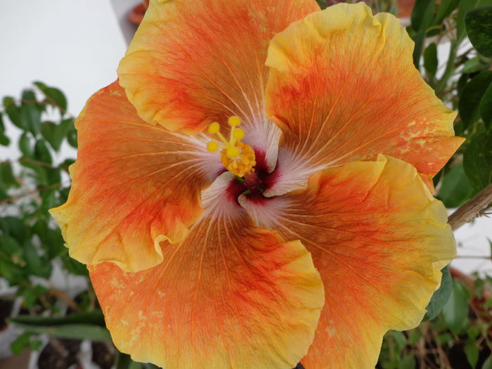 DSC09354 - A-HIBISCUS 2015-1