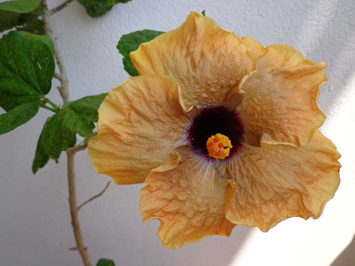 DSC09330 - A-HIBISCUS 2015-1