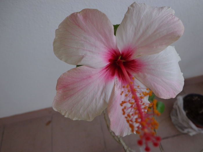 DSC09324 - A-HIBISCUS 2015-1