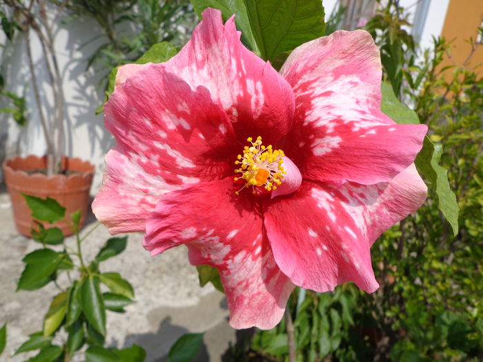 DSC09477 - A-HIBISCUS 2015-1