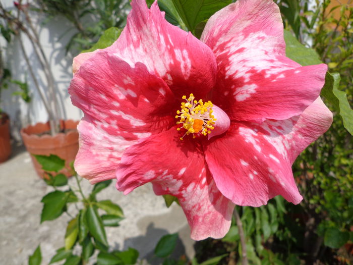 DSC09478 - A-HIBISCUS 2015-1