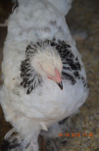 DSC_0273 - pui 2015 ultima serie