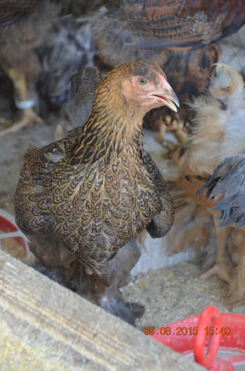 DSC_0274 - pui 2015 ultima serie