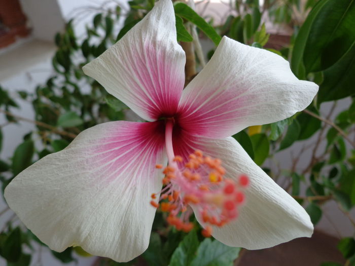 DSC09362 - A-HIBISCUS 2015-1