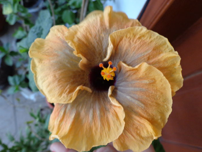 DSC09526 - A-HIBISCUS 2015-1