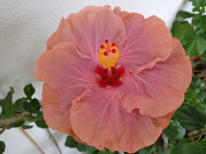 DSC09531 - A-HIBISCUS 2015-1