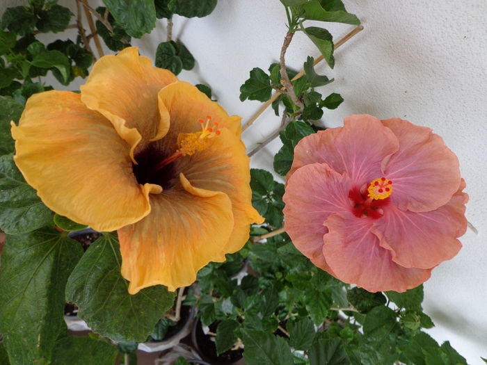 DSC09532 - A-HIBISCUS 2015-1