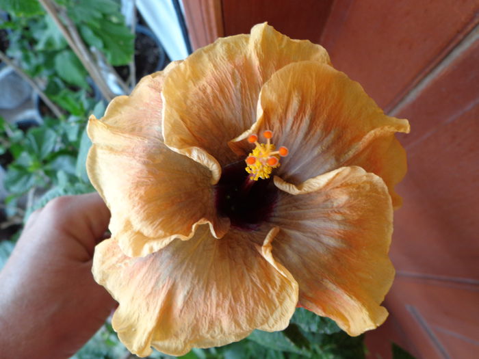 DSC09536 - A-HIBISCUS 2015-1